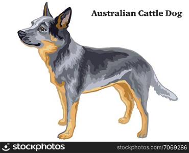 Decorative outline portrait of standing in profile Australian Cattle Dog, vector colorful illustration isolated on white background. Image for design.