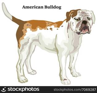 Decorative outline portrait of standing in profile dog American Bulldog, vector colorful illustration isolated on white background. Image for design.