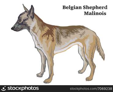 Decorative outline portrait of standing in profile dog Belgian Shepherd Malinois, vector colorful illustration isolated on white background. Image for design.