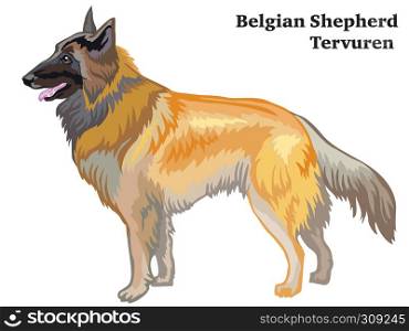 Decorative outline portrait of standing in profile dog Belgian Shepherd Tervuren, vector colorful illustration isolated on white background. Image for design.