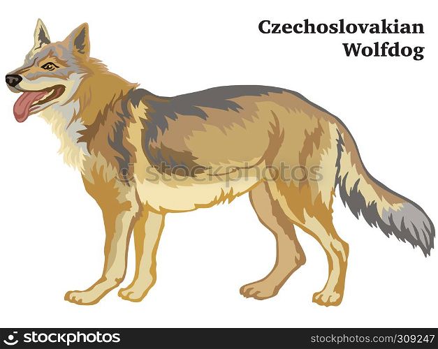 Decorative outline portrait of standing in profile dog Czechoslovakian Wolfdog, vector colorful illustration isolated on white background. Image for design.