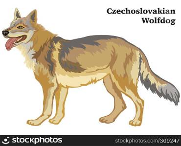 Decorative outline portrait of standing in profile dog Czechoslovakian Wolfdog, vector colorful illustration isolated on white background. Image for design.