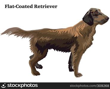 Decorative outline portrait of standing in profile dog Flat-Coated Retriever, vector colorful illustration isolated on white background. Image for design.
