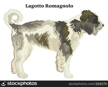 Decorative outline portrait of standing in profile dog Lagotto Romagnolo, vector colorful illustration isolated on white background. Image for design.