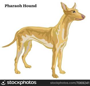 Decorative outline portrait of standing in profile dog Pharaoh Hound, vector colorful illustration isolated on white background. Image for design.