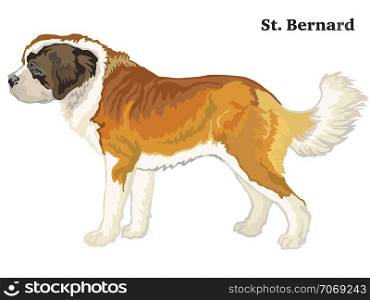 Decorative outline portrait of standing in profile St. Bernard Dog, vector colorful illustration isolated on white background. Image for design.