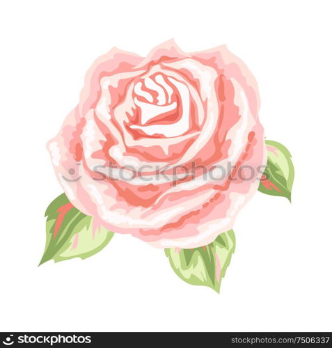 Decorative pink rose. Beautiful realistic flower isolated on white background.. Decorative pink rose.