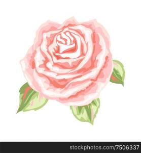 Decorative pink rose. Beautiful realistic flower isolated on white background.. Decorative pink rose.
