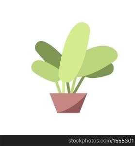 Decorative plant semi flat RGB color vector illustration. Small potted flower isolated cartoon object on white background. Green houseplant, home natural decoration. Homeplants growing hobby. Decorative plant semi flat RGB color vector illustration