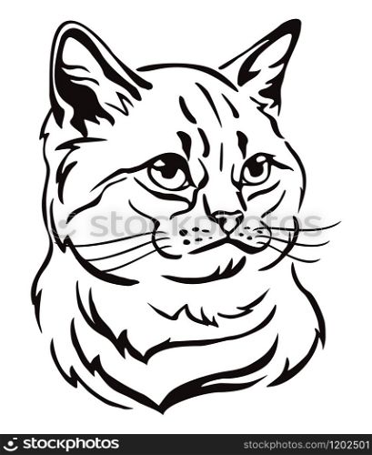 Decorative portrait of British Cat, contour vector illustration in black color isolated on white background. Image for design and tattoo.
