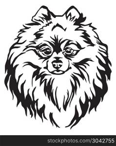 Decorative portrait of Dog Pomeranian Spitz, vector isolated illustration in black color on white background. Image for design and tattoo. . Decorative portrait of Dog Pomeranian Spitz vector illustration