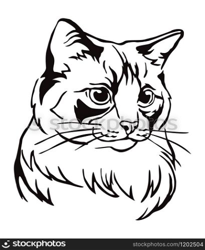 Decorative portrait of Ragdoll cat, contour vector illustration in black color isolated on white background. Image for design, cards and tattoo.