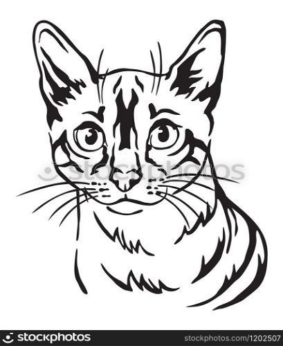 Decorative portrait of Snow bengal Cat, contour vector illustration in black color isolated on white background. Image for design, cards and tattoo.