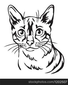 Decorative portrait of Snow bengal Cat, contour vector illustration in black color isolated on white background. Image for design, cards and tattoo.