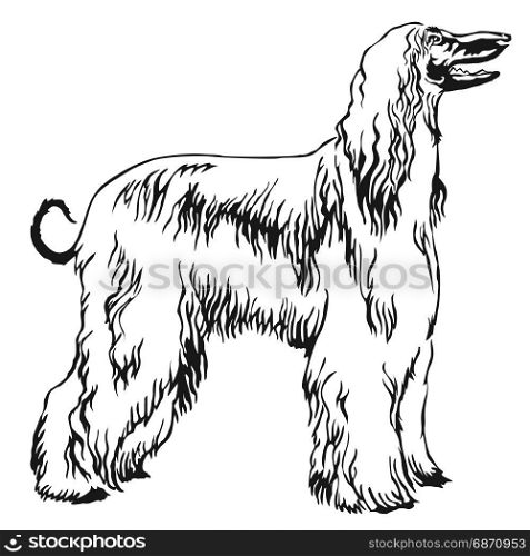 Decorative portrait of standing in profile Afghan greyhound, vector isolated illustration in black color on white background