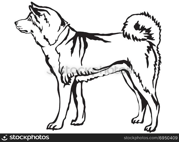 Decorative portrait of standing in profile Akita Inu, vector isolated illustration in black color on white background