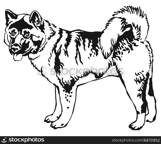 Decorative portrait of standing in profile American akita, vector isolated illustration in black color on white background