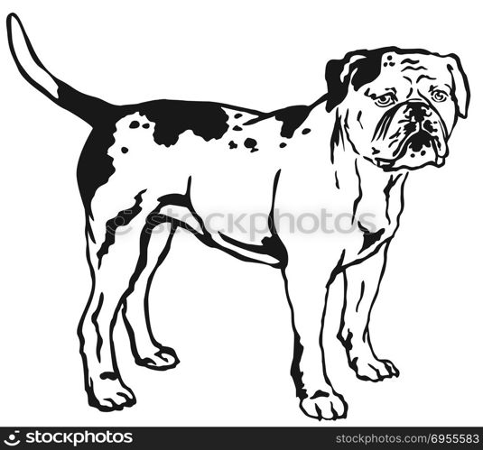 Decorative portrait of standing in profile American Bulldog, vector isolated illustration in black color on white background