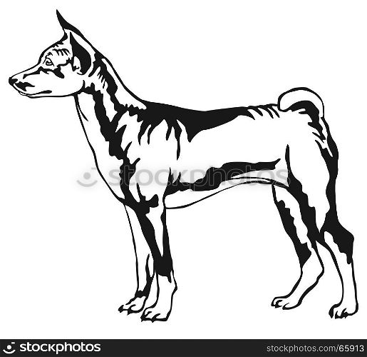 Decorative portrait of standing in profile Basenji, vector isolated illustration in black color on white background