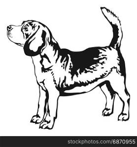 Decorative portrait of standing in profile beagle, vector isolated illustration in black color on white background