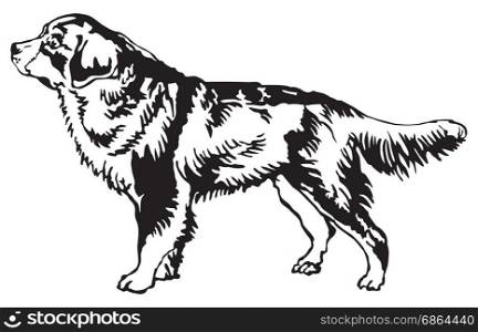 Decorative portrait of standing in profile Bernese Mountain Dog, vector isolated illustration in black color on white background
