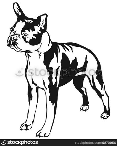 Decorative portrait of standing in profile boston terrier, vector isolated illustration in black color on white background