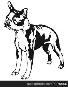 Decorative portrait of standing in profile boston terrier, vector isolated illustration in black color on white background