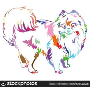 Decorative portrait of standing in profile dog breed Spitz (Pomeranian), vector isolated illustration in different colors on white background
