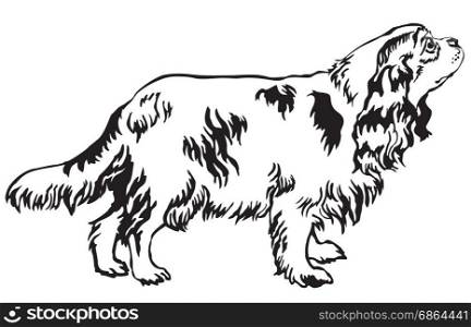 Decorative portrait of standing in profile dog Cavalier King Charles Spaniel, vector isolated illustration in black color on white background