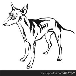 Decorative portrait of standing in profile dog Cirneco dell Etna, vector isolated illustration in black color on white background