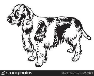 Decorative portrait of standing in profile English Springer Spaniel, vector isolated illustration in black color on white background