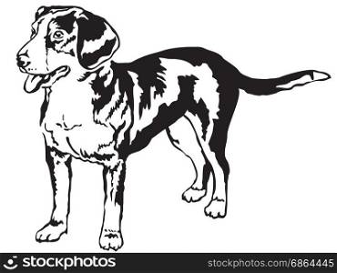 Decorative portrait of standing in profile Entlebucher Mountain Dog, vector isolated illustration in black color on white background
