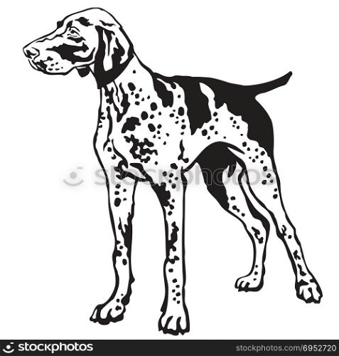 Decorative portrait of standing in profile German Shorthaired Pointer, vector isolated illustration in black color on white background