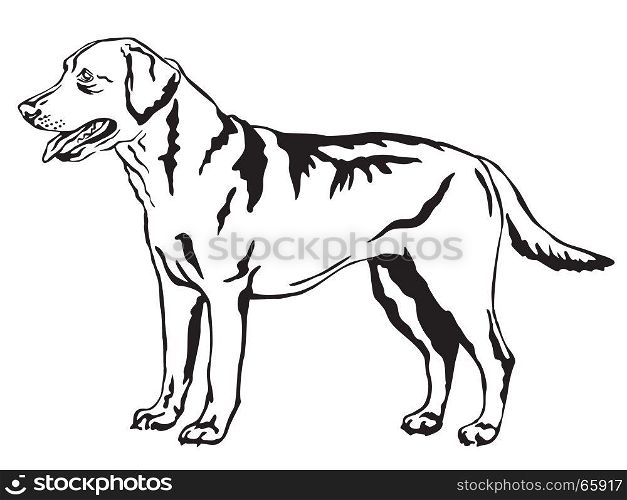 Decorative portrait of standing in profile Labrador Retriever, vector isolated illustration in black color on white background