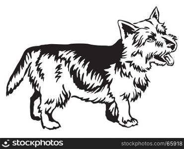 Decorative portrait of standing in profile Norwich Terrier, vector isolated illustration in black color on white background