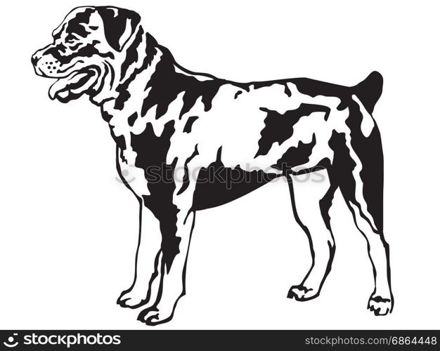 Decorative portrait of standing in profile rotweiler, vector isolated illustration in black color on white background