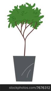 Decorative topiary tree in pot isolated at white background. Houseplant in flowerpot. Indoor or outdoor decorative tree with round crown. Domestic greenery. Vector icon for logo, website or apps. Decorative topiary tree in pot isolated at white background, houseplant in flowerpot, outdoor decor
