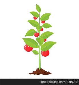 Decorative vegetable tree. Growth of plant, from sprout to fruit. Planting tree. Seedling gardening plant. tomato tree. Vector illustration in flat style. Decorative vegetable tree.