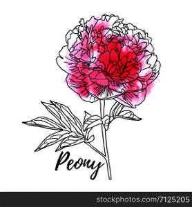 Decorative watercolor peony isolated on white background. Cute flower for your design. Vector illustration.. Decorative watercolor peony isolated on white background.