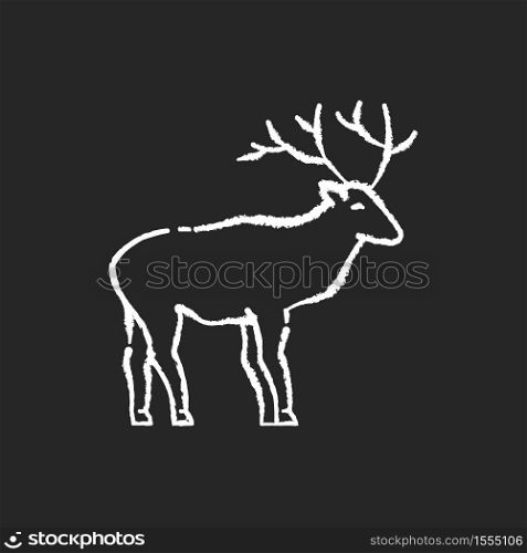 Deer chalk white icon on black background. Hoofed ruminant mammal, herbivore animal with beautiful antlers. Forest wildlife. Majestic reindeer, horned stag isolated vector chalkboard illustration. Deer chalk white icon on black background
