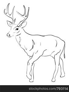Deer drawing, illustration, vector on white background.