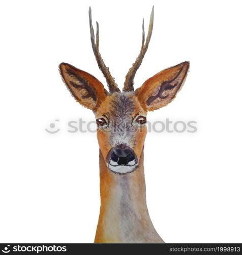 Deer. Watercolor forest cute animal object isolated for web, for print