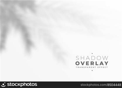 defocused blue leaves shadow on white wall effect background