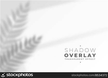 defocused leaves shadow on white wall effect background