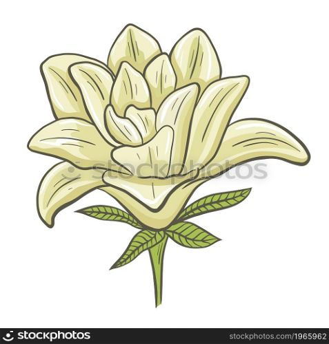 Delicate creamy lily drawn isolated object. Garden single flower, vector illustration. Blooming plant, decoration.. Delicate creamy lily drawn isolated object
