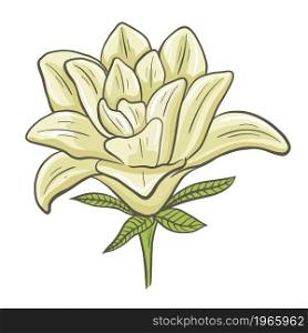 Delicate creamy lily drawn isolated object. Garden single flower, vector illustration. Blooming plant, decoration.. Delicate creamy lily drawn isolated object