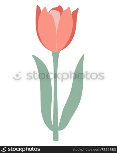 Delicate single tulip, vector illustration. First spring flower isolated object. Closed bud with coral petals.. Delicate single tulip, vector illustration.