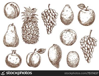 Delicate sketch drawings of grapes, peach and apple, mango and pineapple, orange and avocado, pear and plum, kiwi and pomegranate fruits. Great for kitchen interior accessories or organic farming design. Sketch of fresh fruits for agriculture design