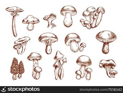 Delicious edible mushrooms sketches with engraving stylized porcini, ceps, shiitake, chanterelles, oysters, morel, honey agarics and portabella. Use as old fashioned recipe book or menu design. Edible mushrooms sketches for food design