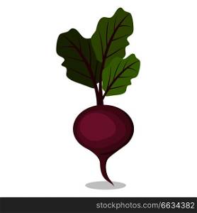 Delicious organic sweet purple beet from farm with big green leaves and small root isolated vector illustration on white background.. Organic Sweet beet from Farm Isolated Illustration